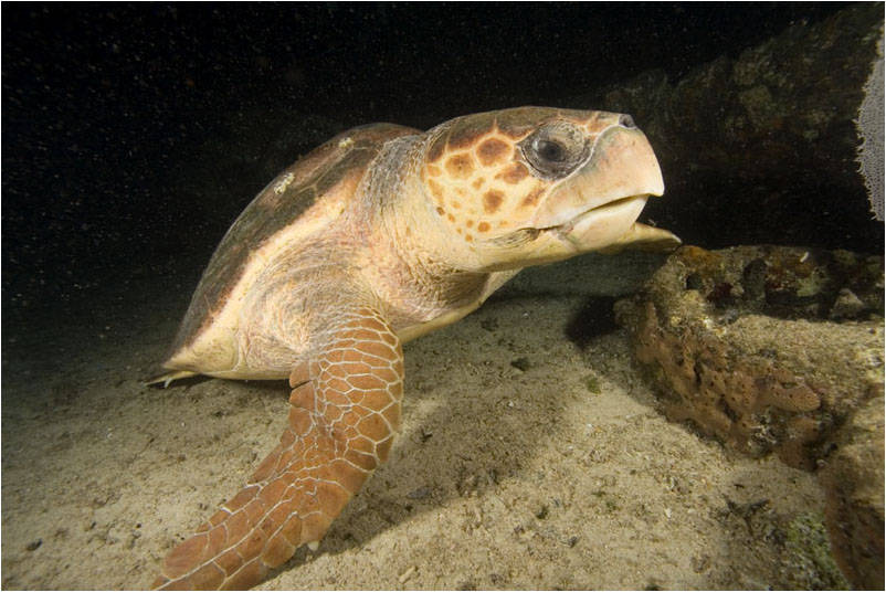 Caretta Caretta Loggerhead Sea Turtle
