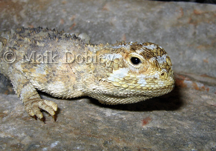 Agama hispida Agama hispida