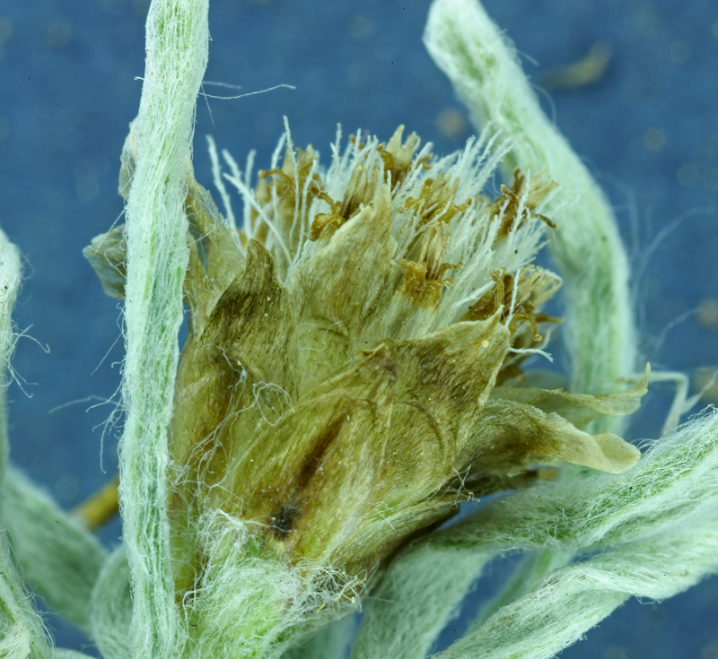 Antennaria dimorpha