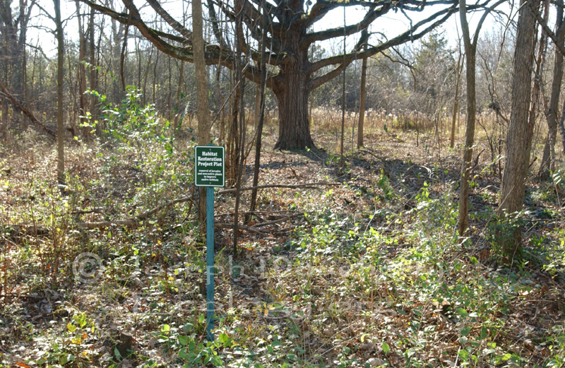 Habitat restoration in an Eastern American deciduous hardwood forest.