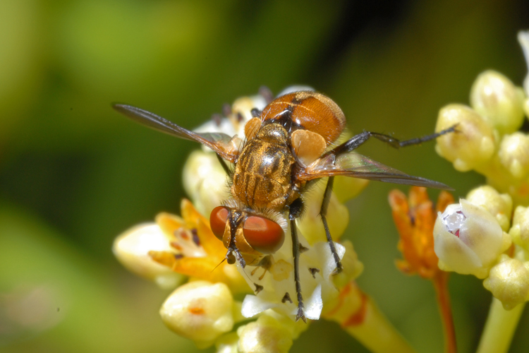 Gymnoclytia sp. Gymnoclytia sp.