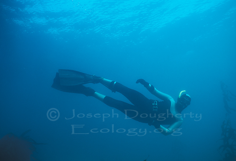 Freediver descending into California giant kelp forest