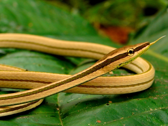 Xenoxybelis argentea Xenoxybelis argentea