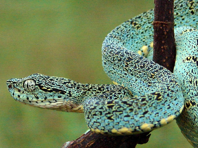 Bothrops bilineatus