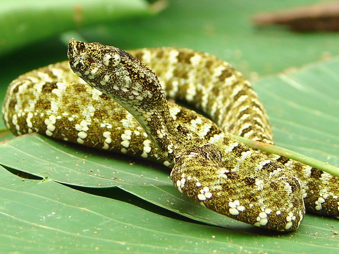 Bothrops taeniatus Bothrops taeniatus
