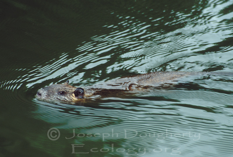Myocastor coypus Myocastor coypus
