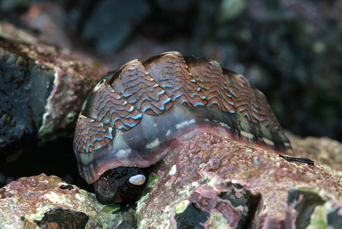 Tonicella lokii Tonicella lokii