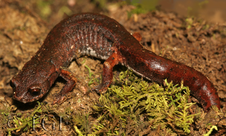 Pseudoeurycea sp. Pseudoeurycea sp.