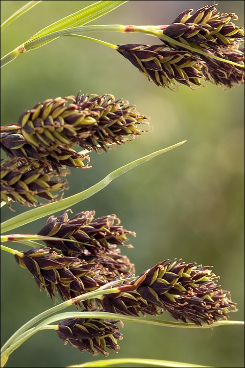 Carex atrata ssp. atrata