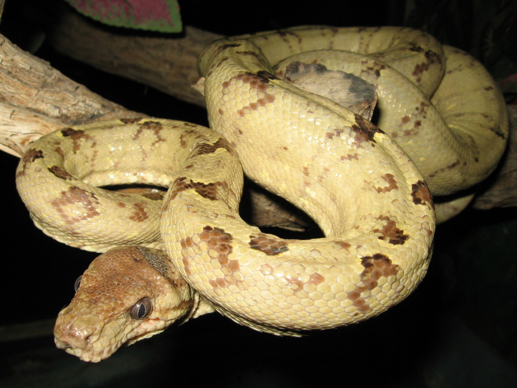 Corallus hortulanus Corallus hortulanus