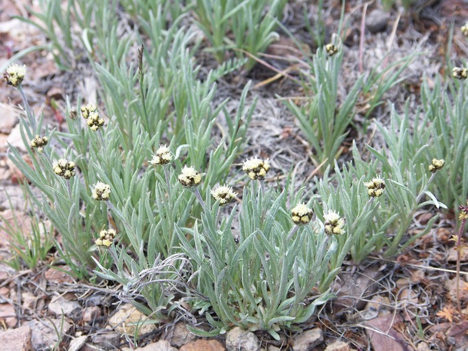Antennaria stenophylla Antennaria stenophylla