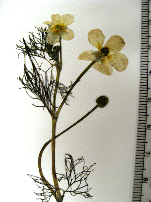 Ranunculus aquatilis var. diffusus
