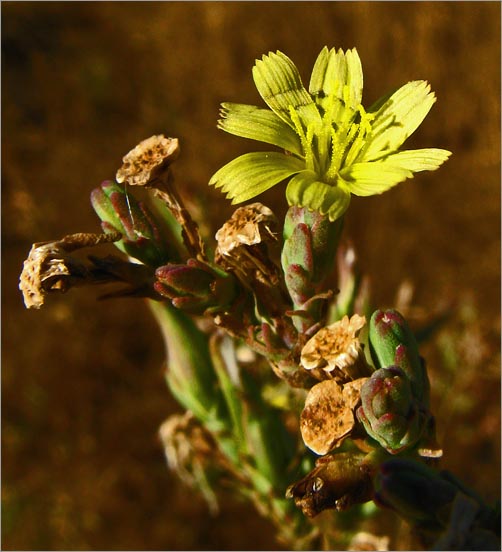 Lactuca saligna image