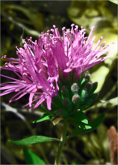 Monardella viridis image
