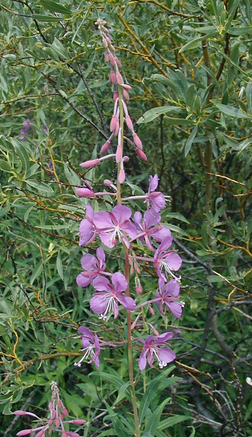 Chamerion angustifolium ssp. circumvagum