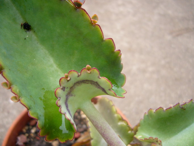 Bryophyllum image