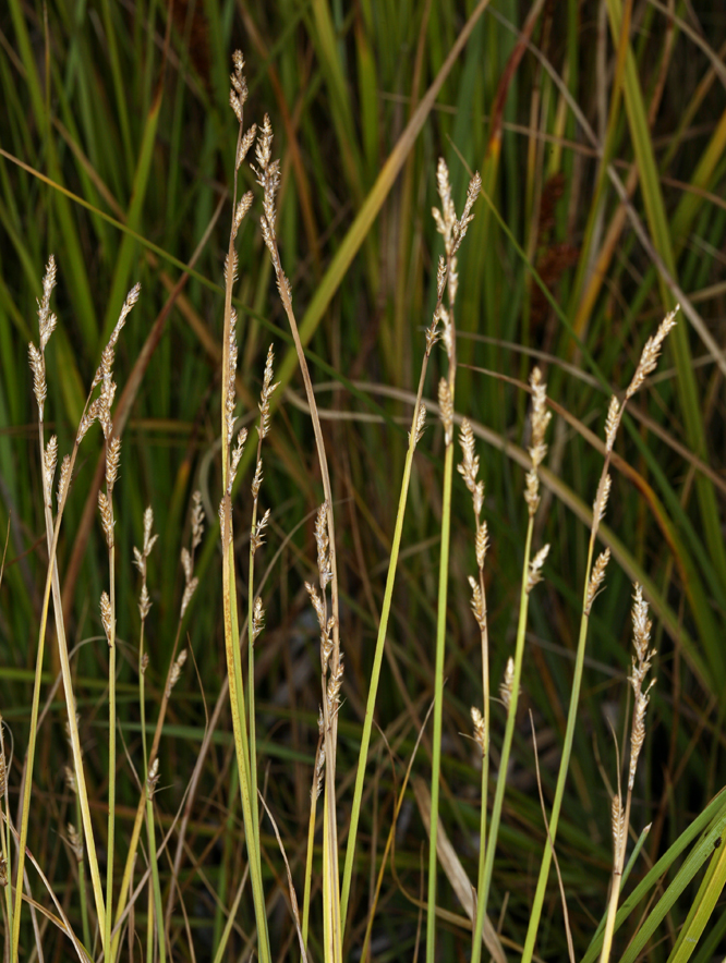 Carex canescens