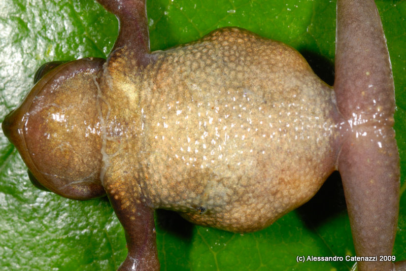 Gastrotheca antoniiochoai