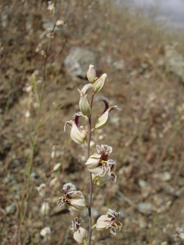Streptanthus glandulosus ssp. albidus