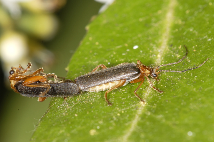 Cantharis sp. Cantharis sp.