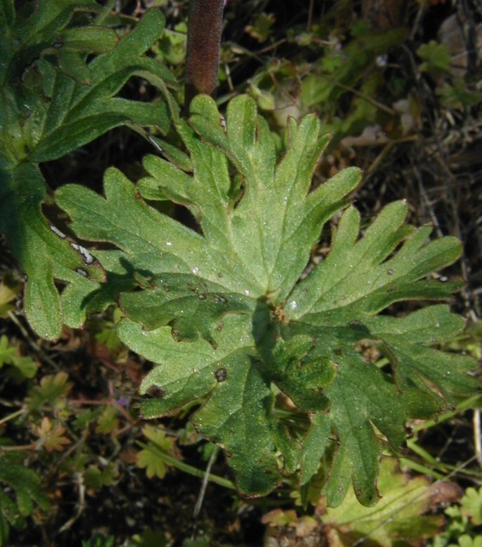 Delphinium variegatum ssp. variegatum