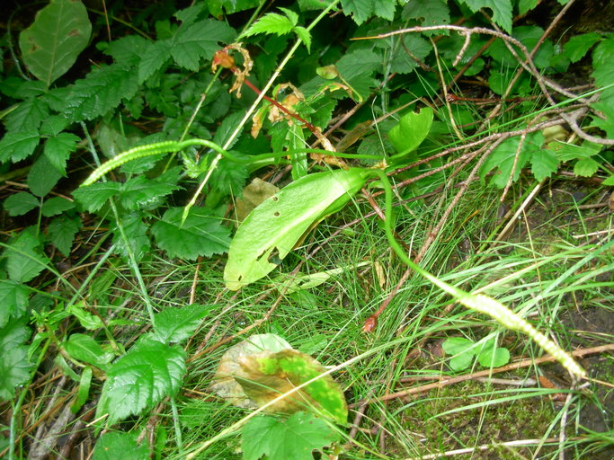 Ophioglossum pusillum