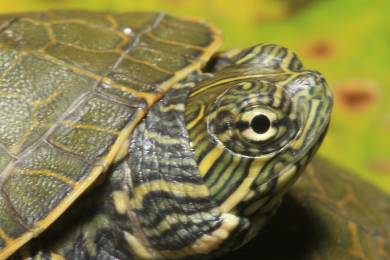 Deirochelys reticularia miaria