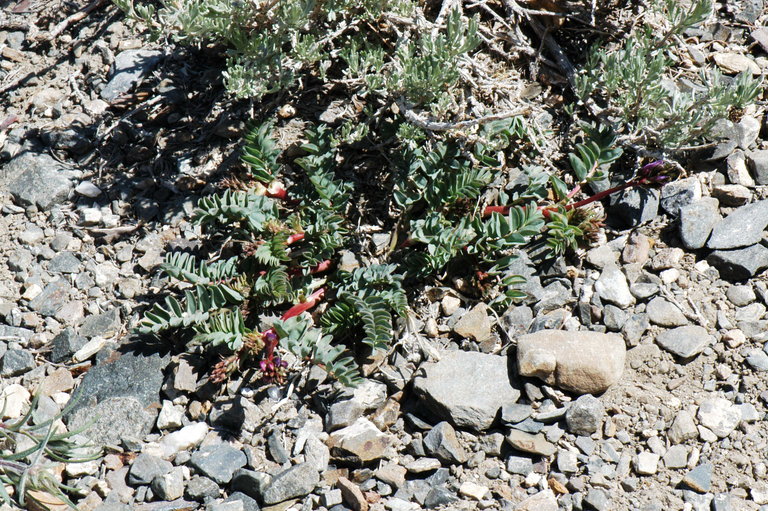 Astragalus cimae image