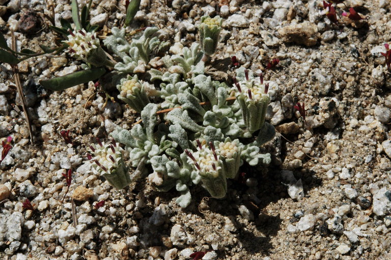 Chaenactis alpigena image