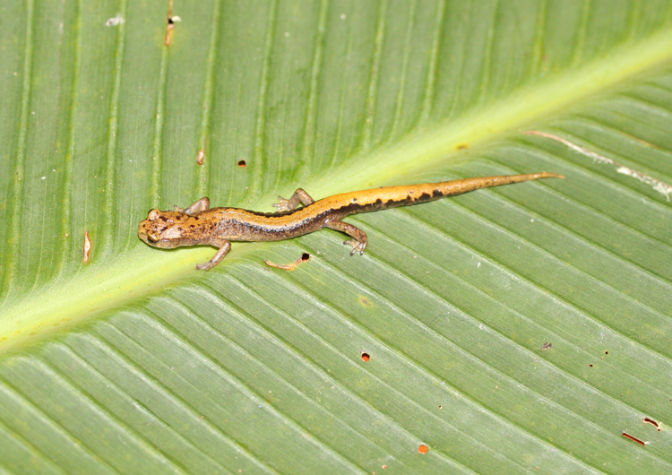 Pseudoeurycea saltator