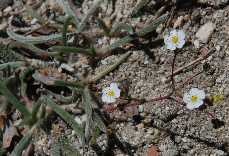 Ivesia santolinoides Ivesia santolinoides