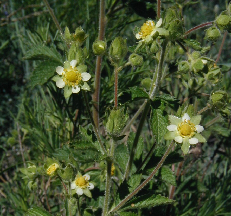 Drymocallis glandulosa var. glandulosa