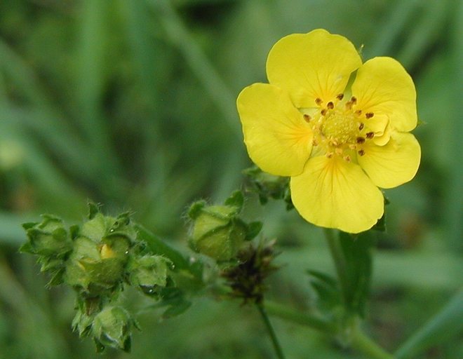 Potentilla gracilis var. fastigiata Potentilla gracilis var. fastigiata