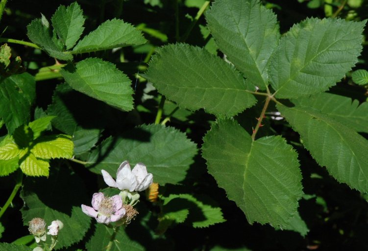 Rubus discolor