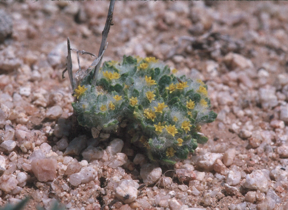 Eriophyllum mohavense
