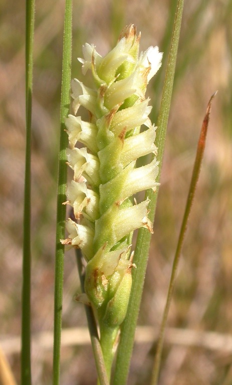 Spiranthes infernalis Spiranthes infernalis