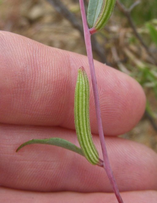 Clarkia tembloriensis ssp. tembloriensis