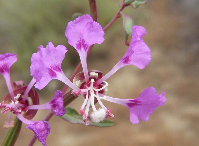 Clarkia tembloriensis ssp. tembloriensis