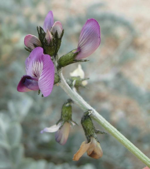 Astragalus mohavensis var. mohavensis