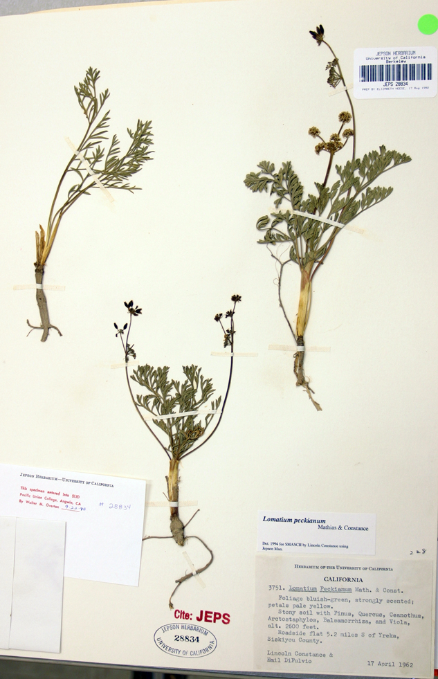 Lomatium peckianum