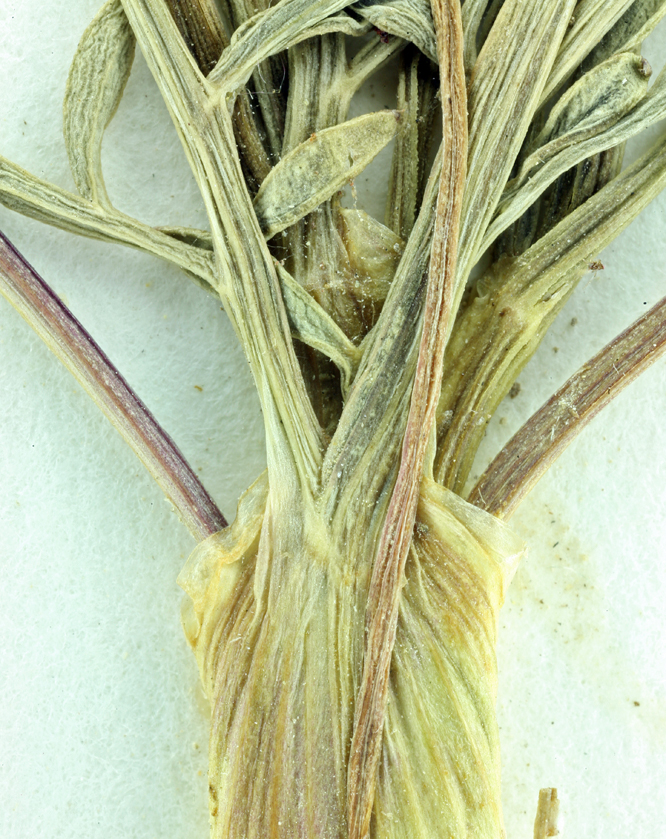 Lomatium peckianum