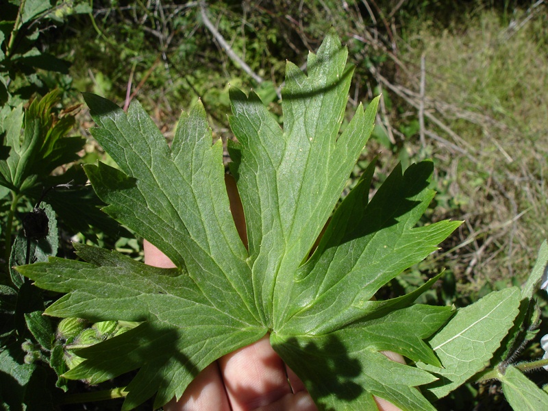 Delphinium californicum ssp. californicum