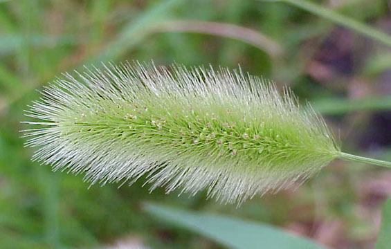 Setaria viridis ssp. pachystachys