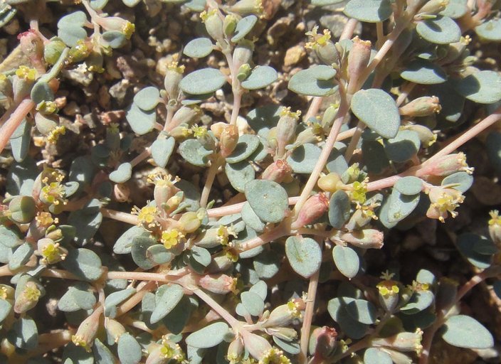 Euphorbia parishii
