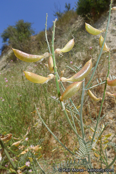 Astragalus pachypus var. jaegeri