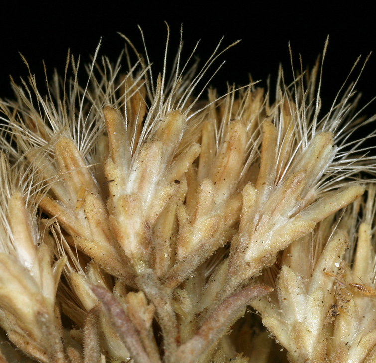 Ericameria nauseosa var. hololeuca