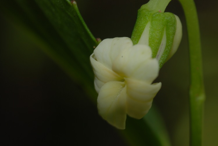 Viola wailenalenae