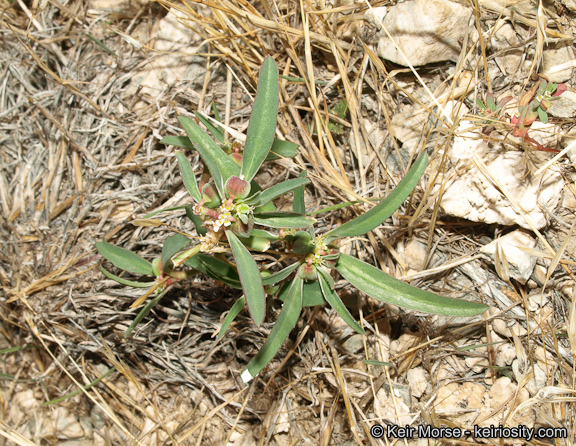 Euphorbia exstipulata var. exstipulata