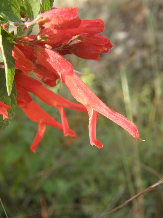 Salvia betulifolia