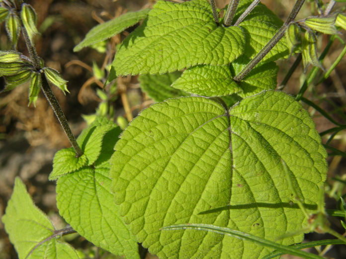 Salvia tiliaefolia